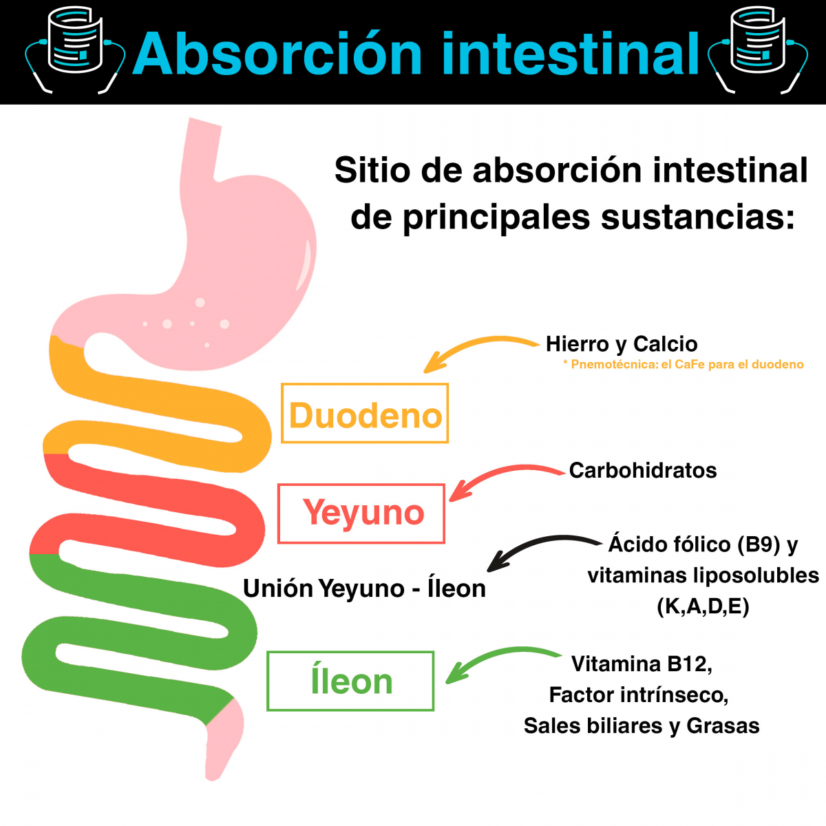 ¿Cómo es el proceso de absorción intestinal?