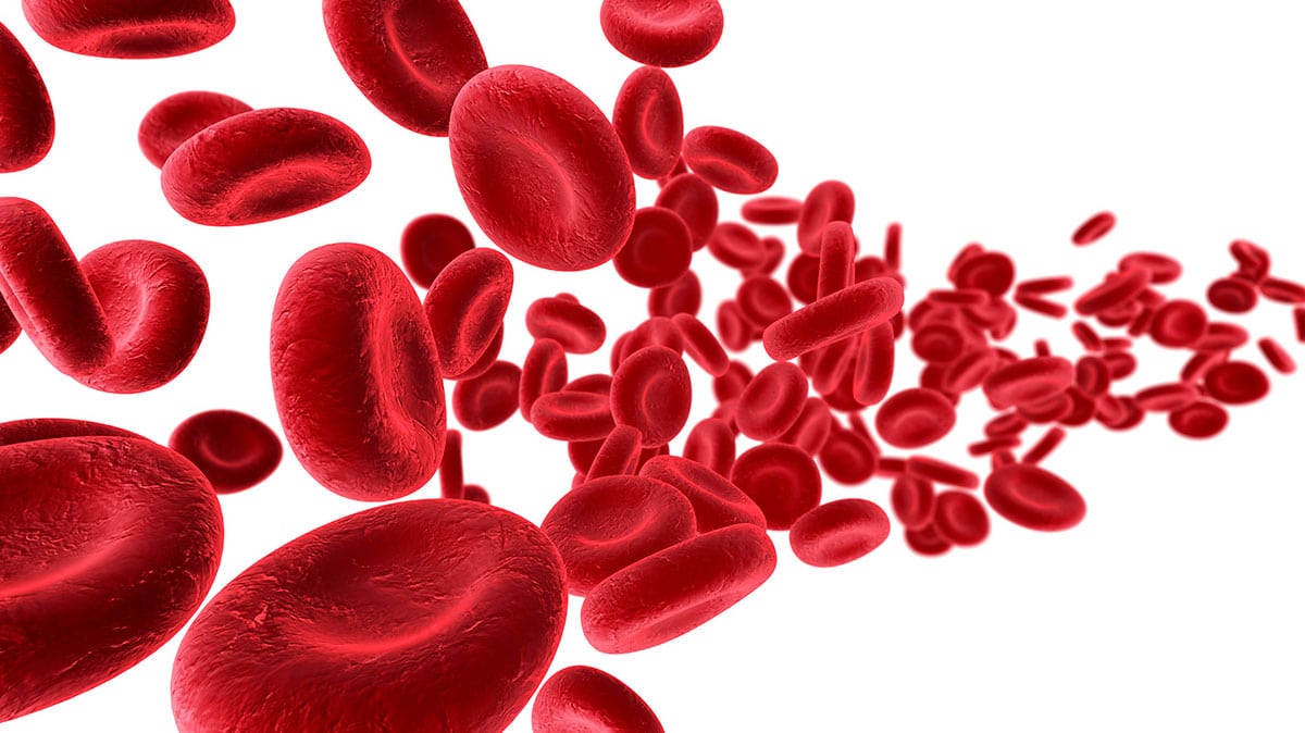 Físicos diseñan “super-glóbulos rojos” para la distribución de medicamentos con objetivos específicos