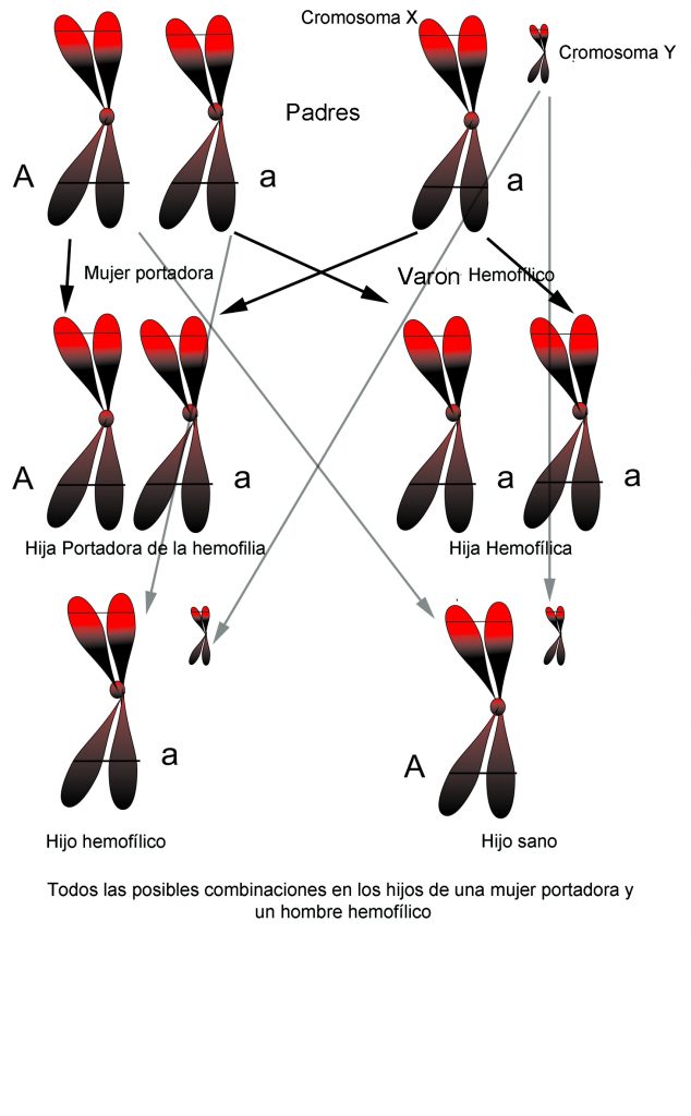 Descripción: Imagen que contiene esquiando, tabla, dibujo

Descripción generada automáticamente