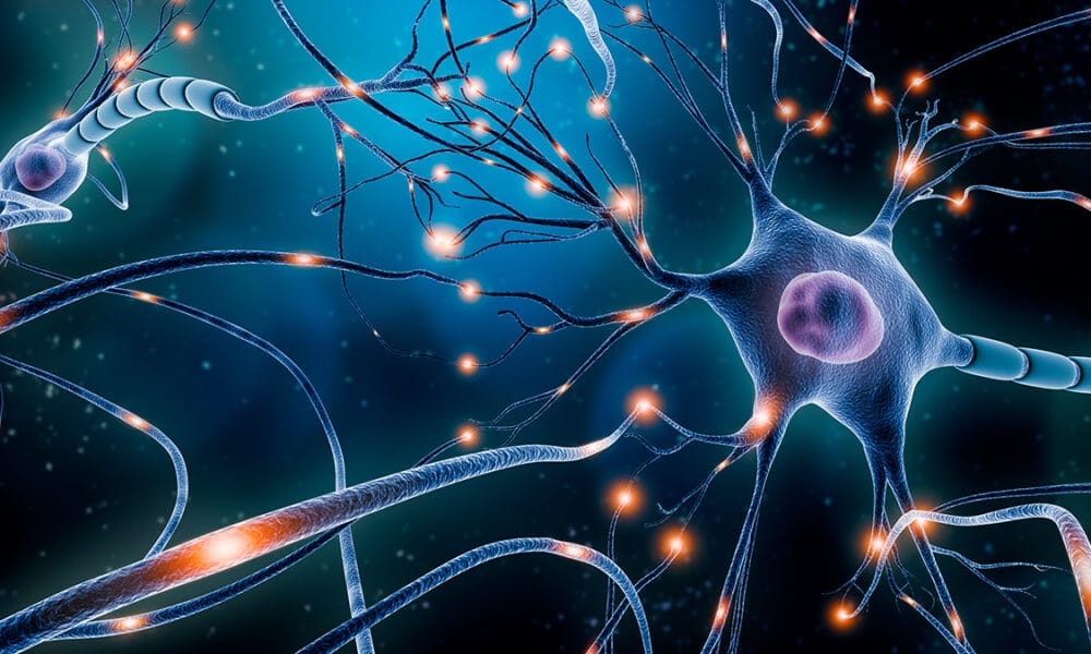 La neuroplasticidad thumbnail