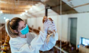 España detecta el primer caso de gripe aviar