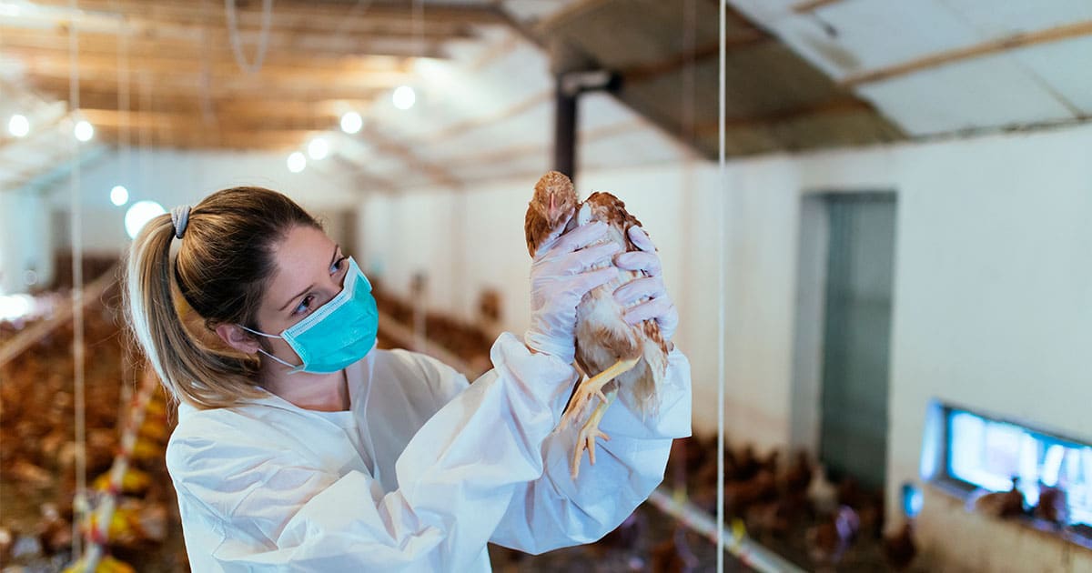 España detecta el primer caso de gripe aviar