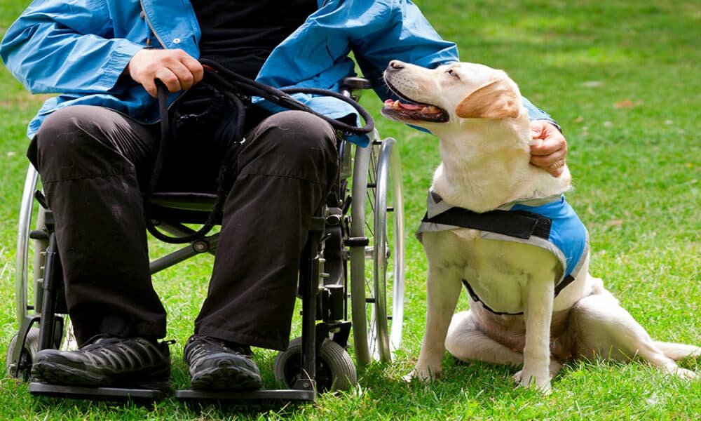 Perro asistencia